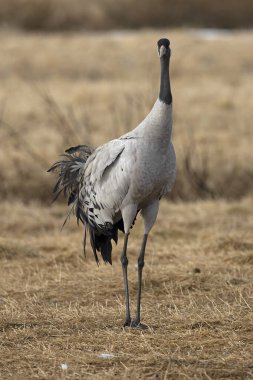 Kuzey Finlandiya 'da bozkırda, akşamın son ışığında ortak bir vinç.