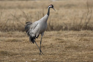 Kuzey Finlandiya 'da bozkırda, akşamın son ışığında ortak bir vinç.