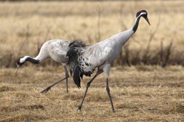 Erkek ve dişi turnalar Kuzey Finlandiya 'da soğuk bir sabah çiftleşme dansı yaparlar.