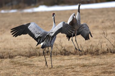 Erkek ve dişi turnalar Kuzey Finlandiya 'da soğuk bir sabah çiftleşme dansı yaparlar.