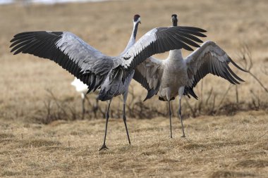 Erkek ve dişi turnalar Kuzey Finlandiya 'da soğuk bir sabah çiftleşme dansı yaparlar.