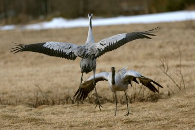 Erkek ve dişi turnalar Kuzey Finlandiya 'da soğuk bir sabah çiftleşme dansı yaparlar.