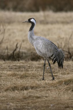 Kuzey Finlandiya 'da bozkırda, akşamın son ışığında ortak bir vinç.
