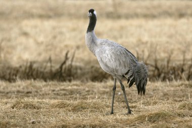 Kuzey Finlandiya 'da bozkırda, akşamın son ışığında ortak bir vinç.