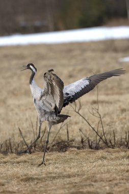 Kuzey Finlandiya 'da bozkırda, akşamın son ışığında ortak bir vinç.