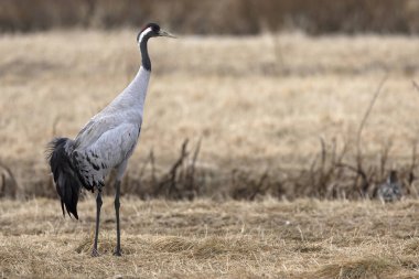 Kuzey Finlandiya 'da bozkırda, akşamın son ışığında ortak bir vinç.