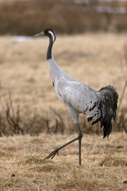 Kuzey Finlandiya 'da bozkırda, akşamın son ışığında ortak bir vinç.