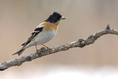 Akşamın son ışığında bir huş ağacında erkek Brambling