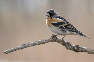 Akşamın son ışığında bir huş ağacında erkek Brambling