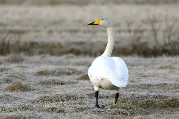 Whooper Swan gecenin son ışığında Kuzey Finlandiya 'da soğuk bir bozkırda