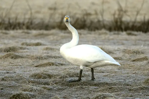 Whooper Swan gecenin son ışığında Kuzey Finlandiya 'da soğuk bir bozkırda
