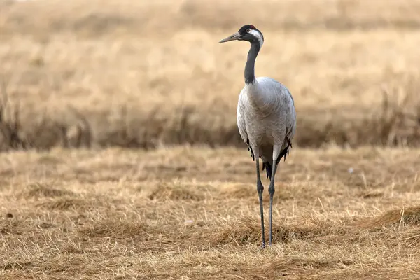 Kuzey Finlandiya 'da bozkırda, akşamın son ışığında ortak bir vinç.
