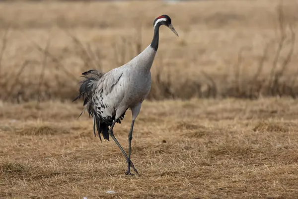 Kuzey Finlandiya 'da bozkırda, akşamın son ışığında ortak bir vinç.
