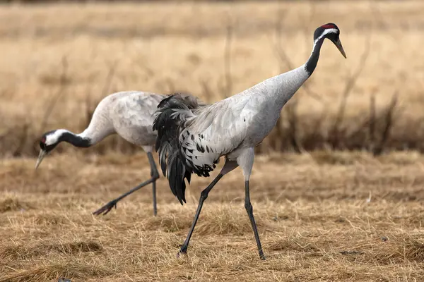 Erkek ve dişi turnalar Kuzey Finlandiya 'da soğuk bir sabah çiftleşme dansı yaparlar.