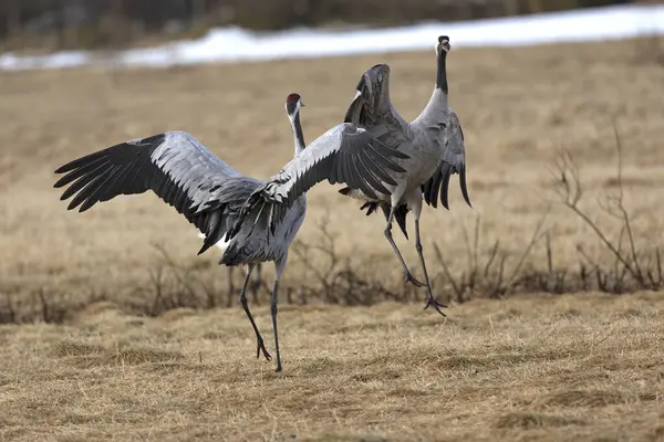 Erkek ve dişi turnalar Kuzey Finlandiya 'da soğuk bir sabah çiftleşme dansı yaparlar.