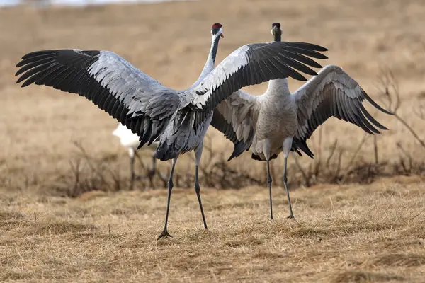 Erkek ve dişi turnalar Kuzey Finlandiya 'da soğuk bir sabah çiftleşme dansı yaparlar.
