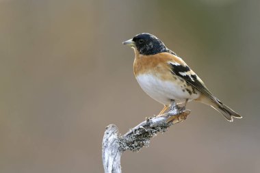 Akşamın son ışığında bir huş ağacında erkek Brambling