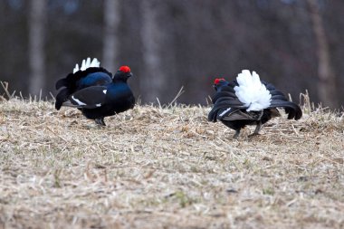 Finlandiya 'da çiftleşme mevsiminin ilk ışıklarında iki erkek orman tavuğu kendi leklerinde birbirlerine meydan okuyorlar..