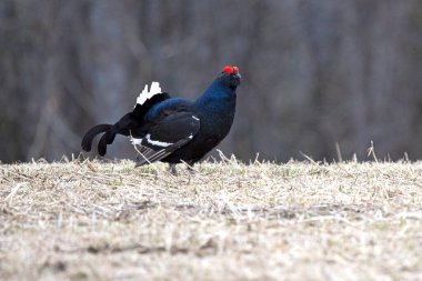 Erkek siyah orman tavuğu lek üzerinde çiftleşme dansını yapıyor. Çok soğuk bir günde dişilerin aynı leke ulaşmasını bekliyor..