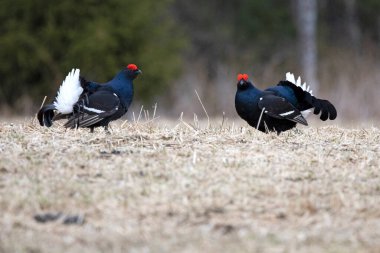 Finlandiya 'da çiftleşme mevsiminin ilk ışıklarında iki erkek orman tavuğu kendi leklerinde birbirlerine meydan okuyorlar..