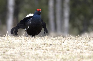 Erkek siyah orman tavuğu lek üzerinde çiftleşme dansını yapıyor. Çok soğuk bir günde dişilerin aynı leke ulaşmasını bekliyor..