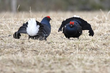 Finlandiya 'da çiftleşme mevsiminin ilk ışıklarında iki erkek orman tavuğu kendi leklerinde birbirlerine meydan okuyorlar..