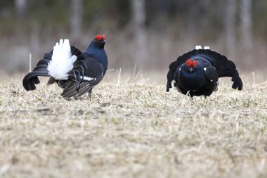 Finlandiya 'da çiftleşme mevsiminin ilk ışıklarında iki erkek orman tavuğu kendi leklerinde birbirlerine meydan okuyorlar..