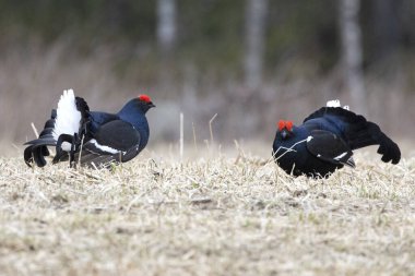 Finlandiya 'da çiftleşme mevsiminin ilk ışıklarında iki erkek orman tavuğu kendi leklerinde birbirlerine meydan okuyorlar..