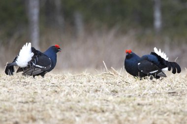 Finlandiya 'da çiftleşme mevsiminin ilk ışıklarında iki erkek orman tavuğu kendi leklerinde birbirlerine meydan okuyorlar..
