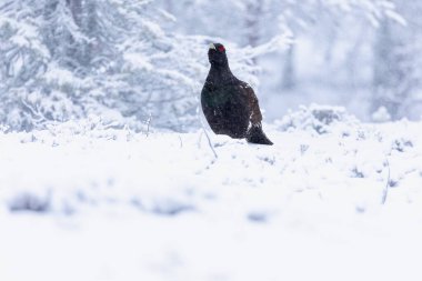 Yetişkin erkek Capercaillie, Lek bölgesinde kar altında çiftleşme dansını yapıyor ve dişilerin aynı anda gelmesini bekliyor.