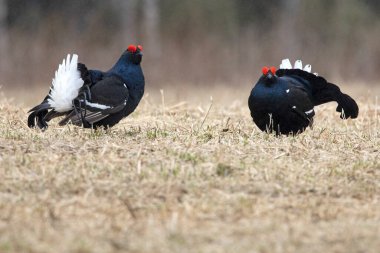 Finlandiya 'da çiftleşme mevsiminin ilk ışıklarında iki erkek orman tavuğu kendi leklerinde birbirlerine meydan okuyorlar..