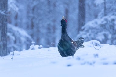Yetişkin erkek Capercaillie, Lek bölgesinde kar altında çiftleşme dansını yapıyor ve dişilerin aynı anda gelmesini bekliyor.