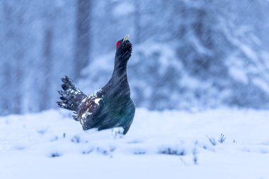 Yetişkin erkek Capercaillie, Lek bölgesinde kar altında çiftleşme dansını yapıyor ve dişilerin aynı anda gelmesini bekliyor.