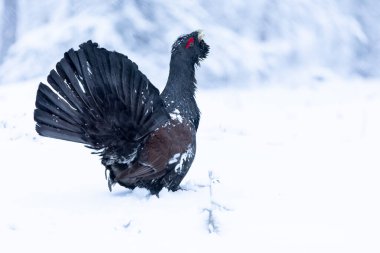 Yetişkin erkek Capercaillie, Lek bölgesinde kar altında çiftleşme dansını yapıyor ve dişilerin aynı anda gelmesini bekliyor.