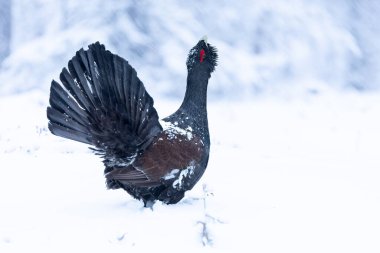 Yetişkin erkek Capercaillie, Lek bölgesinde kar altında çiftleşme dansını yapıyor ve dişilerin aynı anda gelmesini bekliyor.