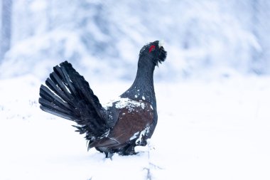 Yetişkin erkek Capercaillie, Lek bölgesinde kar altında çiftleşme dansını yapıyor ve dişilerin aynı anda gelmesini bekliyor.