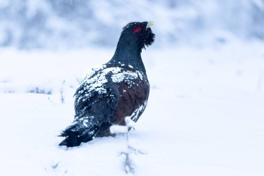 Yetişkin erkek Capercaillie, Lek bölgesinde kar altında çiftleşme dansını yapıyor ve dişilerin aynı anda gelmesini bekliyor.