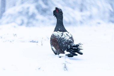 Yetişkin erkek Capercaillie, Lek bölgesinde kar altında çiftleşme dansını yapıyor ve dişilerin aynı anda gelmesini bekliyor.