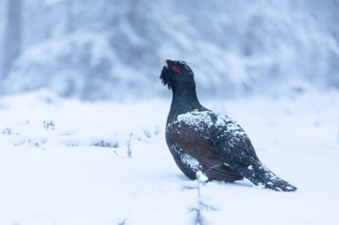 Yetişkin erkek Capercaillie, Lek bölgesinde kar altında çiftleşme dansını yapıyor ve dişilerin aynı anda gelmesini bekliyor.