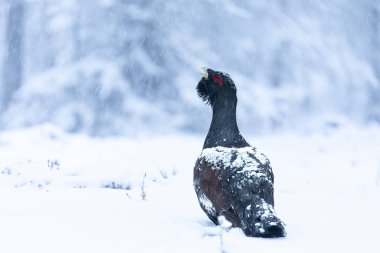 Yetişkin erkek Capercaillie, Lek bölgesinde kar altında çiftleşme dansını yapıyor ve dişilerin aynı anda gelmesini bekliyor.