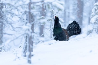 Yetişkin erkek Capercaillie, Lek bölgesinde kar altında çiftleşme dansını yapıyor ve dişilerin aynı anda gelmesini bekliyor.