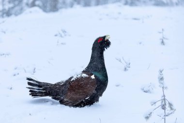 Yetişkin erkek Capercaillie, Lek bölgesinde kar altında çiftleşme dansını yapıyor ve dişilerin aynı anda gelmesini bekliyor.