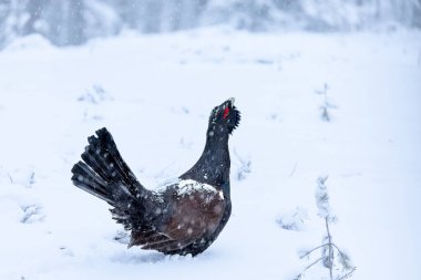 Yetişkin erkek Capercaillie, Lek bölgesinde kar altında çiftleşme dansını yapıyor ve dişilerin aynı anda gelmesini bekliyor.