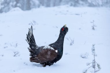Yetişkin erkek Capercaillie, Lek bölgesinde kar altında çiftleşme dansını yapıyor ve dişilerin aynı anda gelmesini bekliyor.
