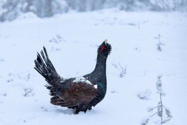 Yetişkin erkek Capercaillie, Lek bölgesinde kar altında çiftleşme dansını yapıyor ve dişilerin aynı anda gelmesini bekliyor.