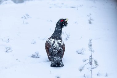 Yetişkin erkek Capercaillie, Lek bölgesinde kar altında çiftleşme dansını yapıyor ve dişilerin aynı anda gelmesini bekliyor.