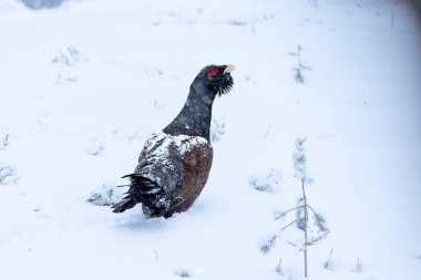 Yetişkin erkek Capercaillie, Lek bölgesinde kar altında çiftleşme dansını yapıyor ve dişilerin aynı anda gelmesini bekliyor.