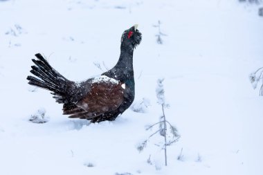 Yetişkin erkek Capercaillie, Lek bölgesinde kar altında çiftleşme dansını yapıyor ve dişilerin aynı anda gelmesini bekliyor.
