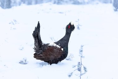 Yetişkin erkek Capercaillie, Lek bölgesinde kar altında çiftleşme dansını yapıyor ve dişilerin aynı anda gelmesini bekliyor.