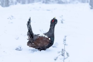Yetişkin erkek Capercaillie, Lek bölgesinde kar altında çiftleşme dansını yapıyor ve dişilerin aynı anda gelmesini bekliyor.